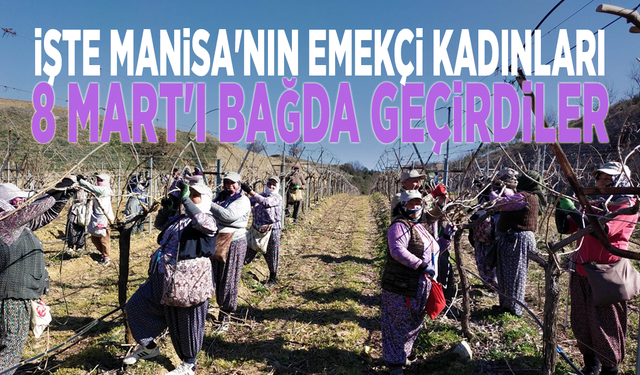 İşte Manisa'nın emekçi kadınları: 8 Mart'ı bağda geçirdiler