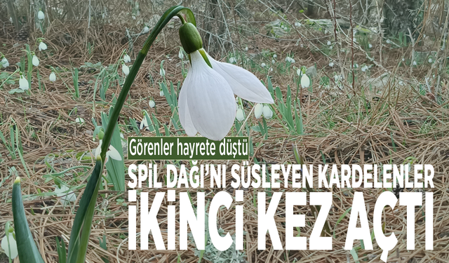 Görenler hayrete düştü: Spil Dağı’nı süsleyen kardelenler ikinci kez açtı