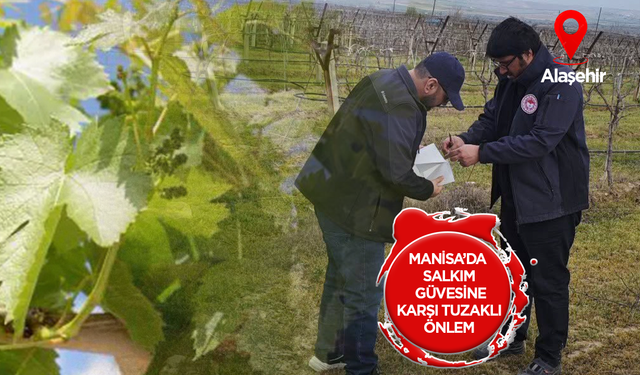 Manisa'da salkım güvesine tuzaklı önlem!
