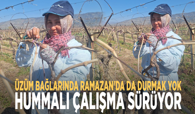Üzüm bağlarında Ramazan'da da durmak yok: Hummalı çalışma sürüyor