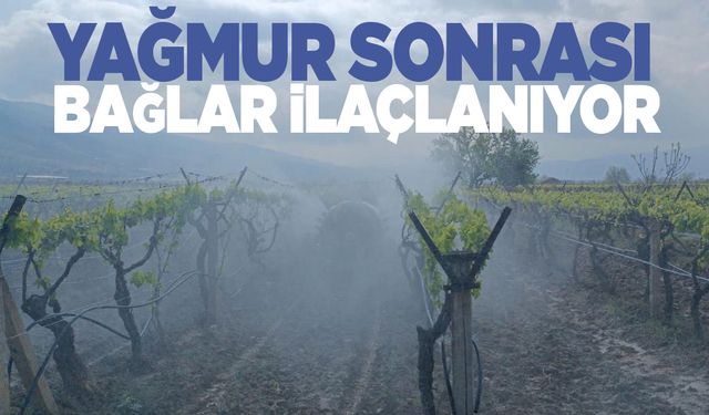 Yağmur sonrası bağlarda hummalı çalışma başladı