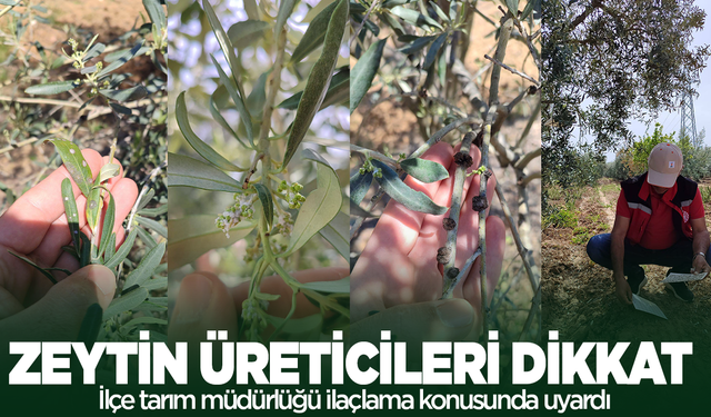 Zeytinlerde halkalı leke hastalığı ve dal kanserine karşı uyardı