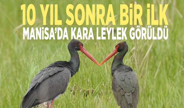 10 yıl sonra bir ilk: Manisa’da Kara Leylek görüldü