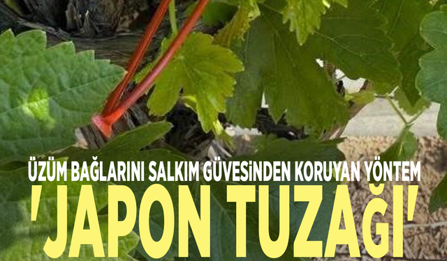 Üzüm bağlarını salkım güvesinden koruyan yöntem: 'Japon tuzağı'