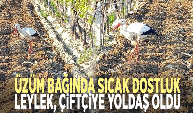 Üzüm bağında sıcak dostluk: Leylek, çiftçiye yoldaş oldu