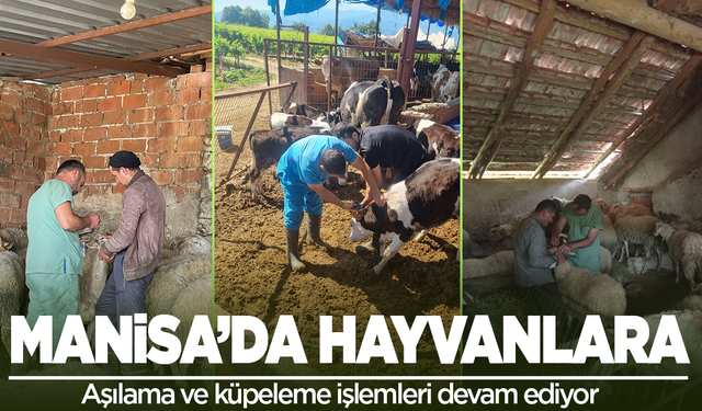 Manisa'da aşılama işlemleri devam ediyor