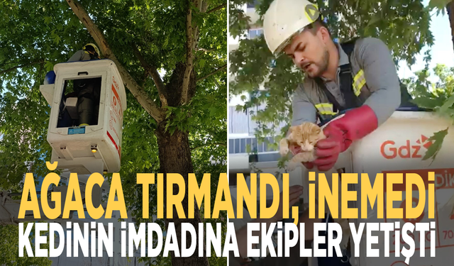 Ağaca tırmandı, inemedi: Kedinin imdadına ekipler yetişti
