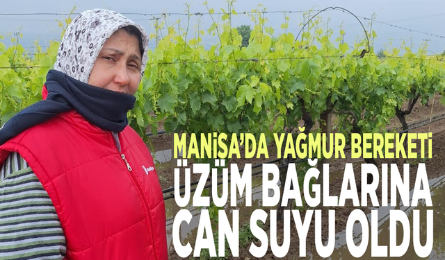 Manisa’da yağmur bereketi: Üzüm bağlarına can suyu oldu