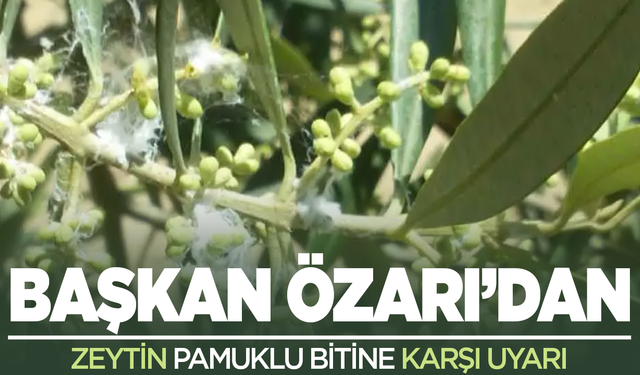 Başkan Özarı'dan zeytin pamuklu biti uyarısı