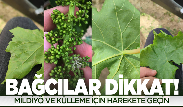Manisalı bağcılara külleme ve mildiyö hastalığı için önemli uyarı