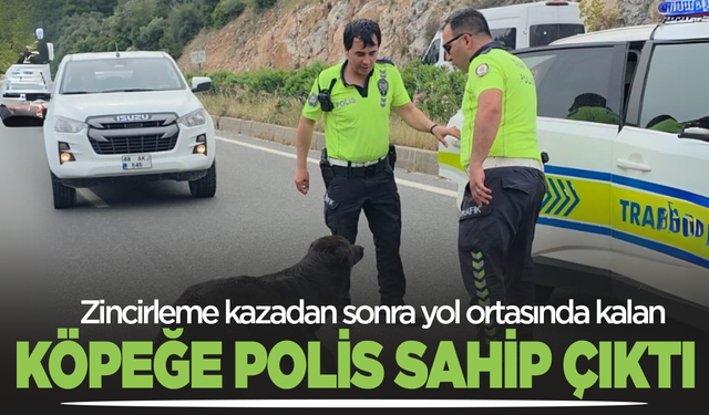 Zincirleme kazadan sonra yol ortasında kalan köpeğe polis sahip çıktı