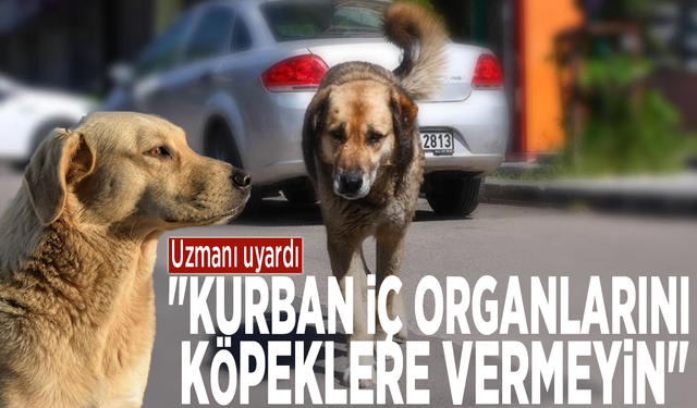Uzmanı uyardı: "Kurban iç organlarını köpeklere vermeyin"