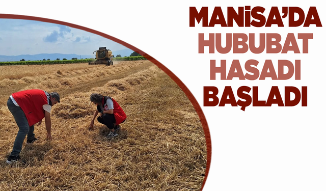 Manisa’da Hububat Hasadı Başladı: Denetimler Sıkı Şekilde Sürüyor