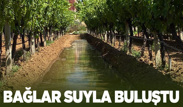 Manisa'da bağlar sulanmaya başladı