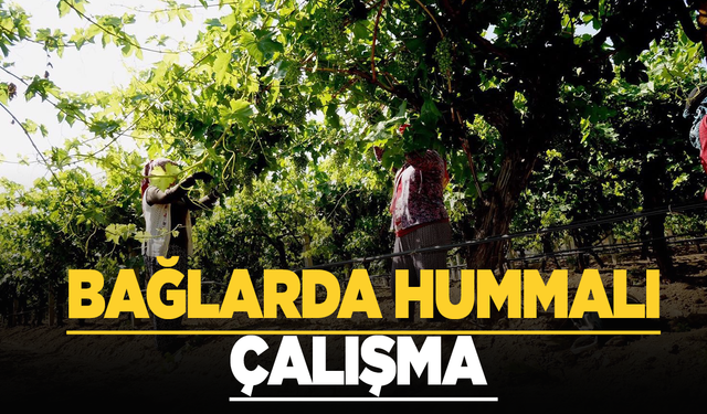 Standart salkım için Sarıgöl’de yoğun çalışma