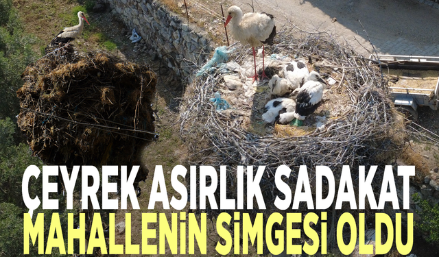 Çeyrek asırlık sadakat: Leylek mahallenin simgesi oldu