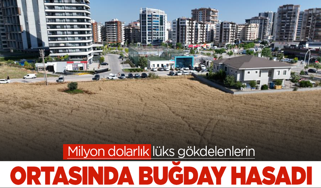 Milyon dolarlık lüks gökdelenlerin ortasında buğday hasadı