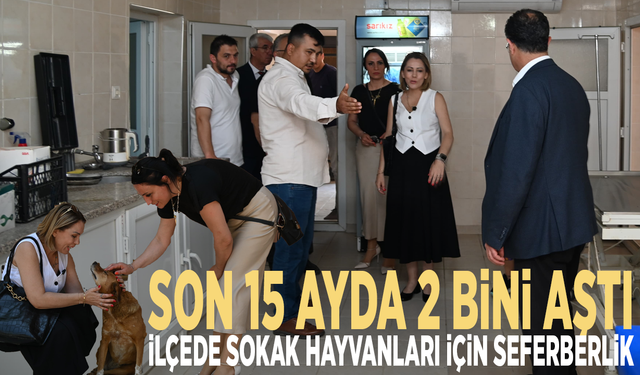 Son 15 ayda 2 bini aştı: İlçede sokak hayvanları için seferberlik
