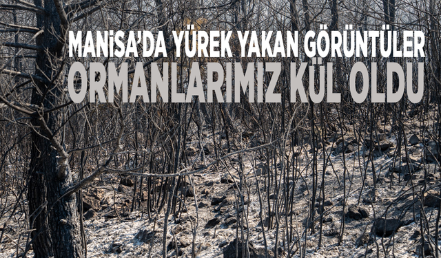 Manisa’da yürek yakan görüntüler: Ormanlarımız kül oldu