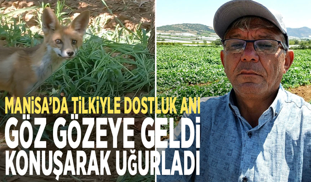Manisa’da tilkiyle dostluk anı: Göz gözeye geldi, konuşarak uğurladı