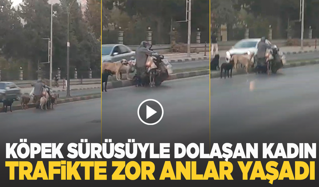 Manisa'da trafikte zor anlar: Köpek sürüsüyle dolaşan kadın yolun ortasında kaldı!