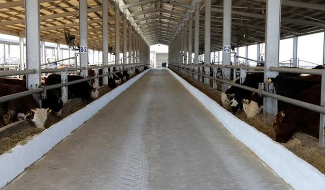 Tarım ve Orman Bakanlığı'ndan şap hastalığı açıklaması