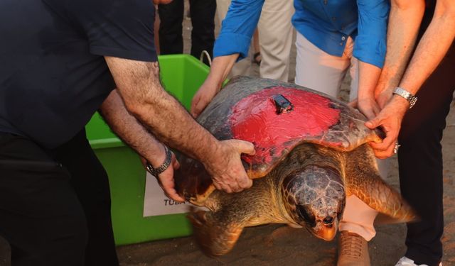 ‘Tuba’ya ikinci kez uydu takip cihazı takıldı