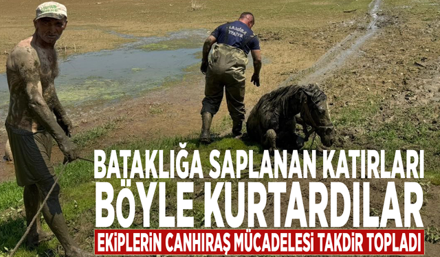 Bataklığa saplanan katırları böyle kurtardılar: Ekiplerin canhıraş mücadelesi takdir topladı