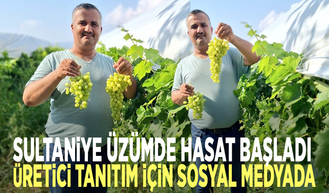 Sultaniye üzümde hasat başladı: Üretici tanıtım için sosyal medyada