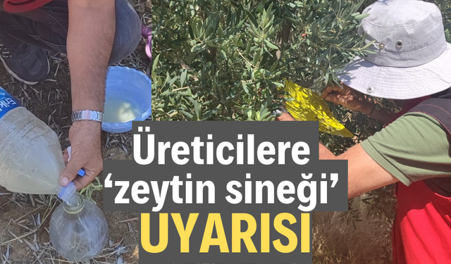 Üreticilere ‘zeytin sineği’ uyarısı