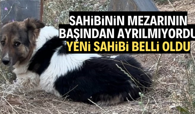 Sahibinin mezarından ayrılmıyor