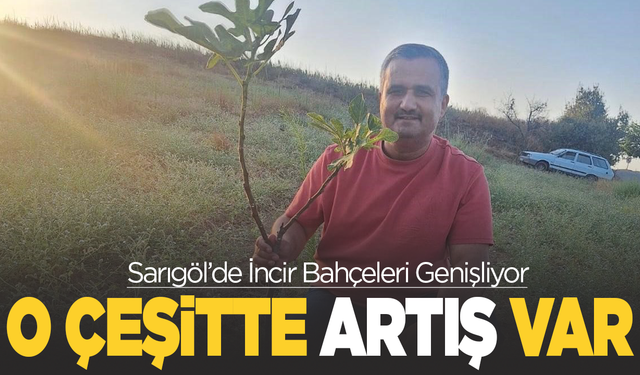 Sarıgöl’de Sarılop İnciri Yaygınlaşıyor