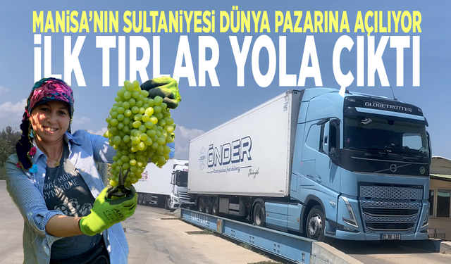 Manisa’nın Sultaniyesi dünya pazarına açılıyor: İlk tırlar yola çıktı