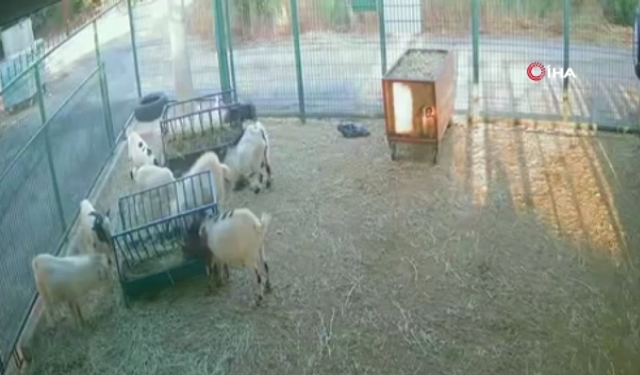 Yerdeki poşeti başına geçiren cüce keçi, diğer keçilerin kabusu oldu