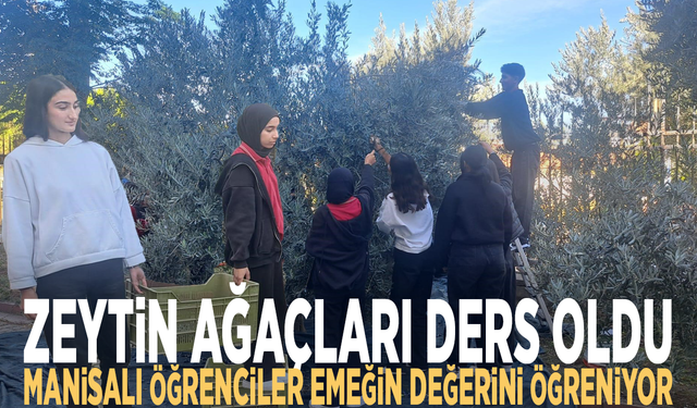 Zeytin ağaçları ders oldu: Manisalı öğrenciler emeğin değerini öğreniyor