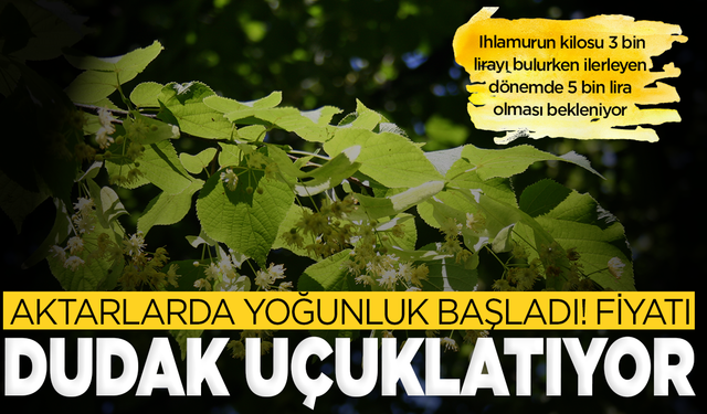 Aktarlarda yoğunluk başladı