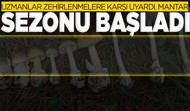 Mantar sezonu başladı: Uzmanlardan uyarı