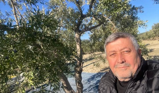 Zeytin Üreticileri İçin Müdahil Alım Çağrısı