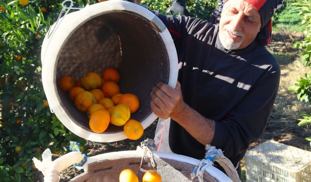 Satsuma mandalinasında hasat bolluğu