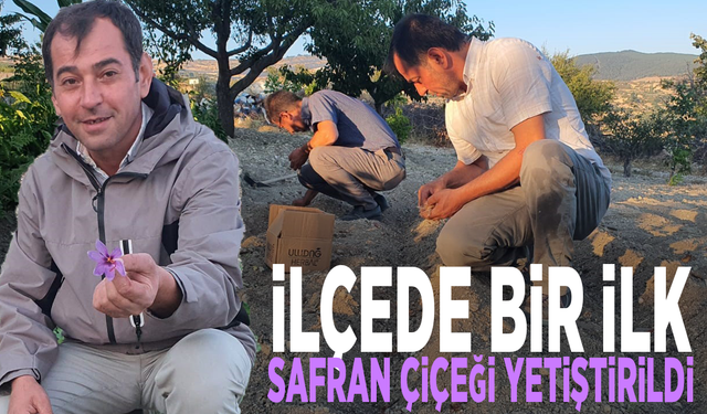 İlçede bir ilk: Safran çiçeği yetiştirildi
