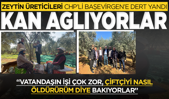 Manisalı zeytinciler CHP'li vekile derta yandı
