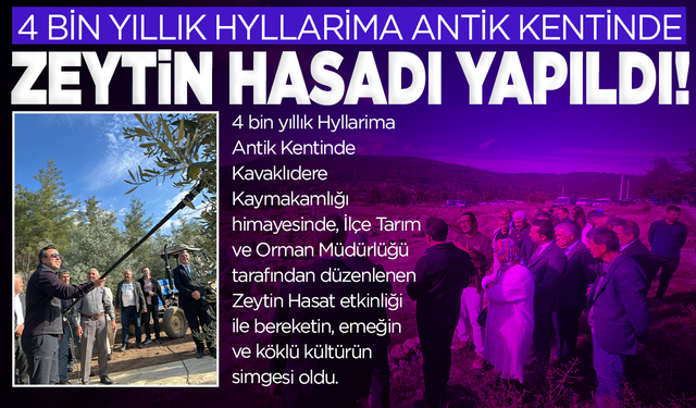 4 bin yıllık Hyllarima Antik Kentinde Zeytin hasadı