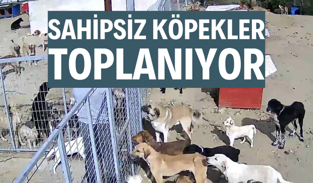 Sahipsiz köpekler toplanıyor