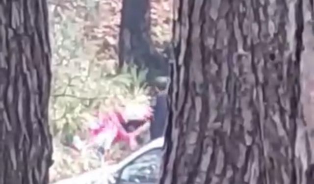 Bir kadın ormanlık alanda darbedildi