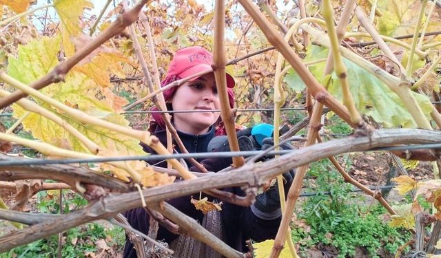 Budama maliyeti üreticiyi ailece bağa indirdi