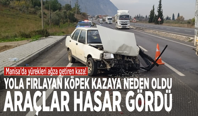 Yola fırlayan köpek kazaya neden oldu: Araçlar hasar gördü