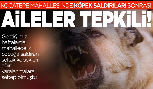 Saldırgan Köpeğin Toplatılması Üzerine Suç Duyurusu Mahallede Gerilimi Artırdı
