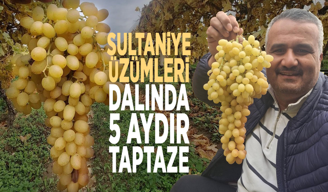 Sultaniye üzümleri dalında 5 aydır taptaze