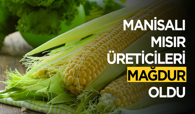 Kırkağaç Ziraat Odası'ndan mısır üreticilerinin münavebe mağduriyeti için başvuru