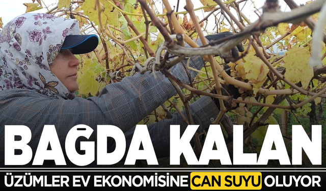 Bağda kalan üzümler ev ekonomisine can suyu oluyor